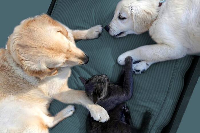 Zwei Hunde und eine Katze kuscheln zusammen – Symbol für die Tierkrankenversicherung von RIANEVA, die finanzielle Sicherheit und beste Versorgung für Haustiere bietet.